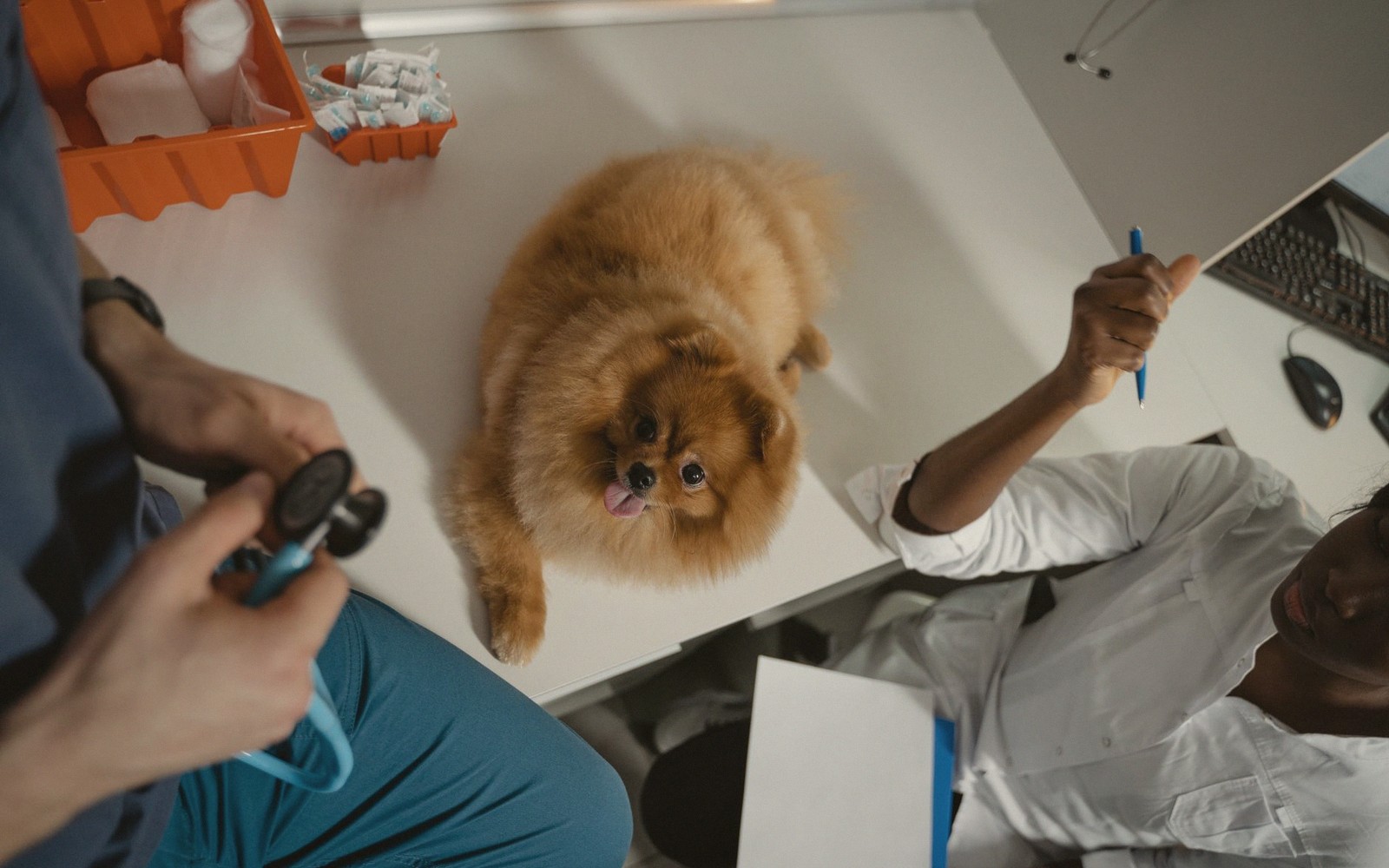 Getting a Frightened Cat Into a Carrier