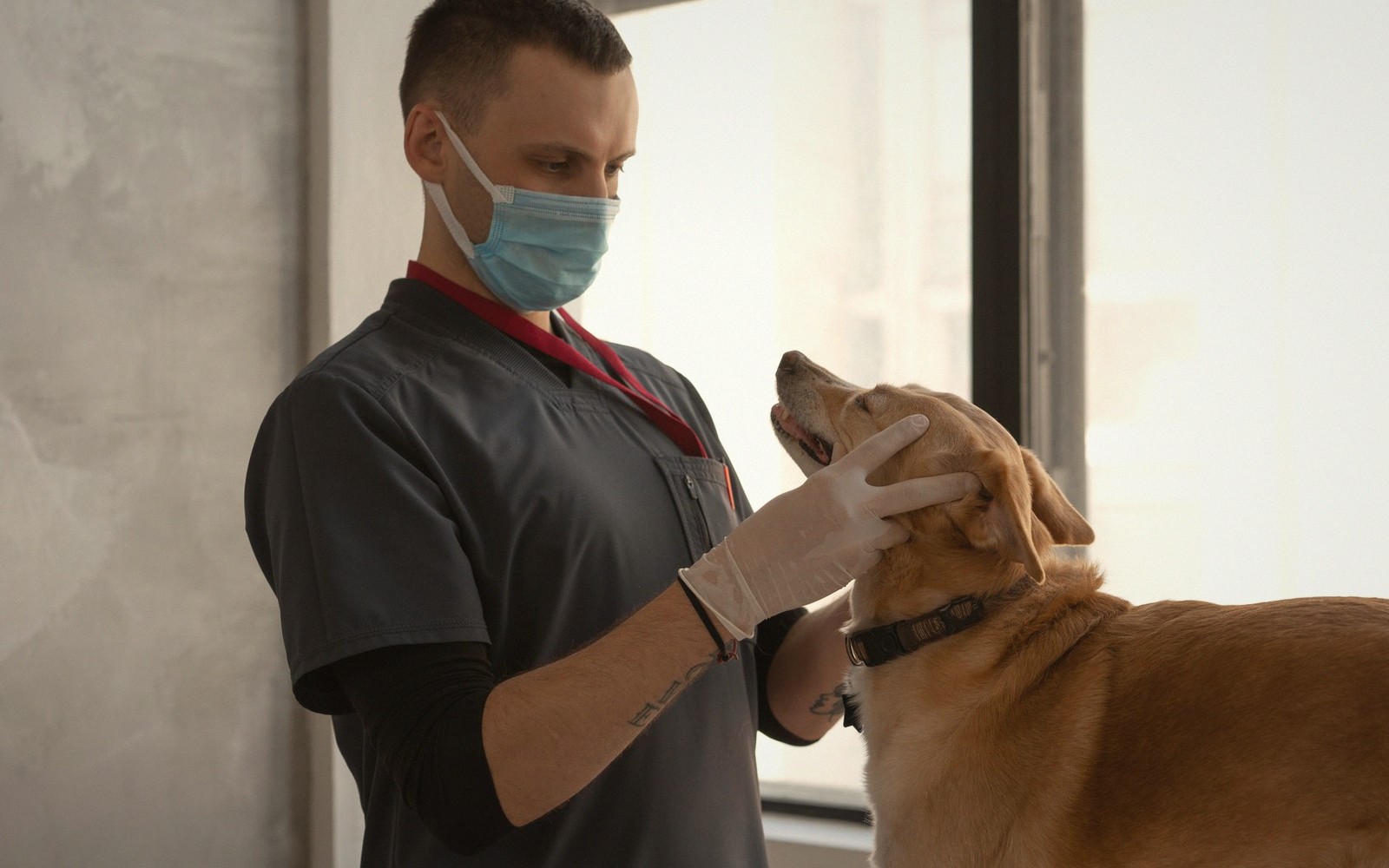 The Signs That Mean Ring the Vet Now
